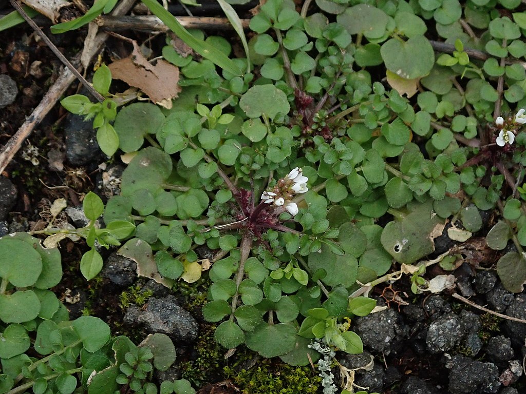bittercress