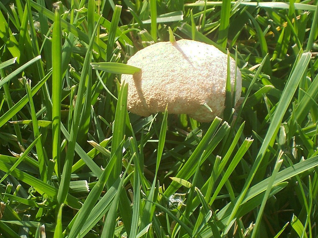 slime mold