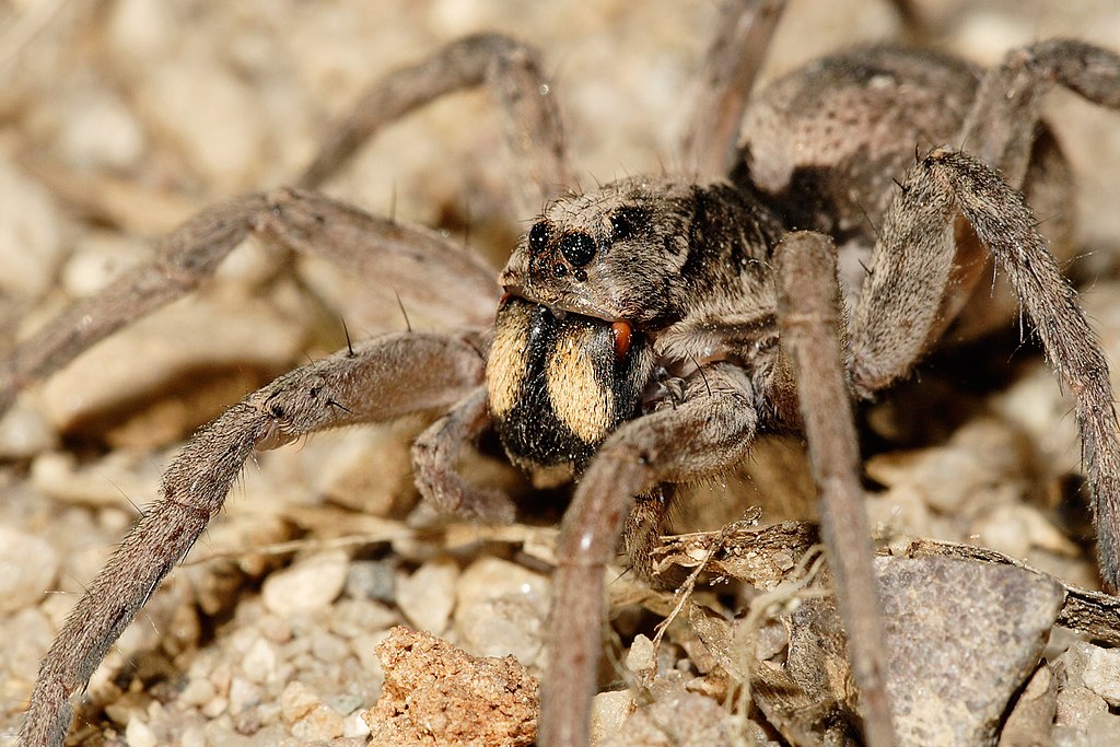 wolf spider