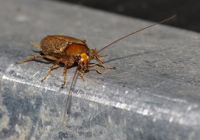 cockroach