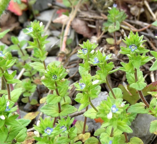 corn-speedwell