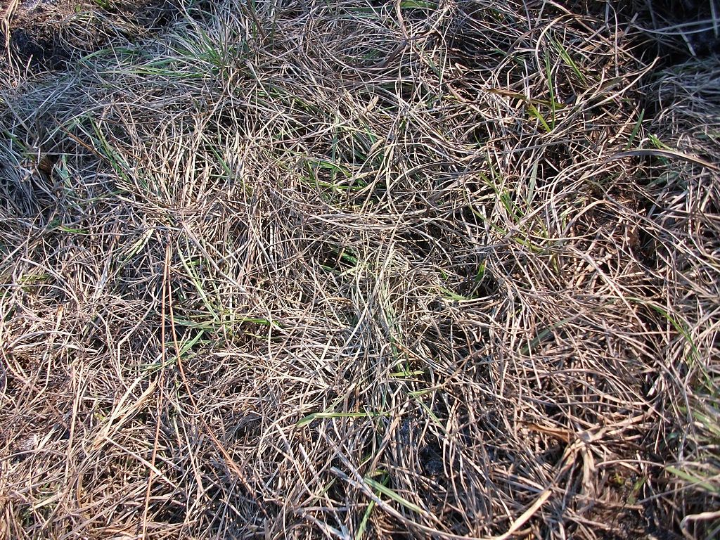 patch of dead grass