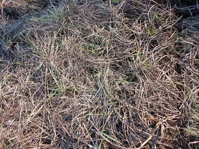 dead grass in backyard