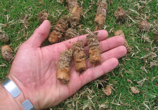 lawn aeration plugs in hand