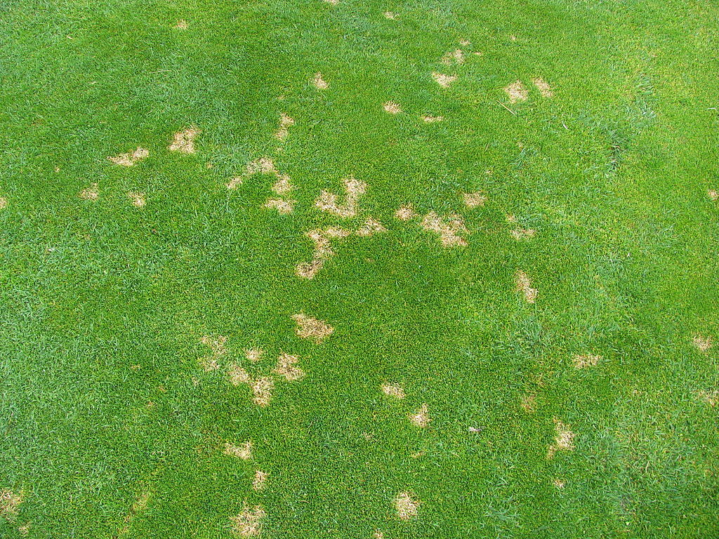 dollar spot lawn fungus brown spots