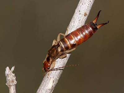 earwig