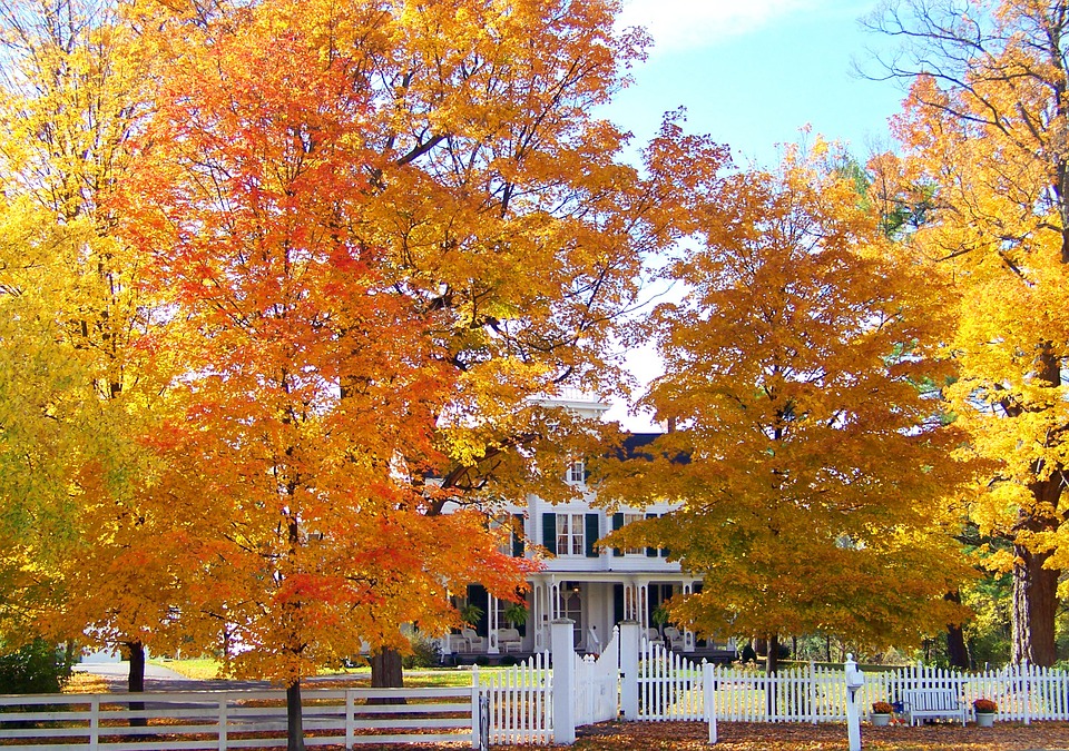 fall_trees_and_house