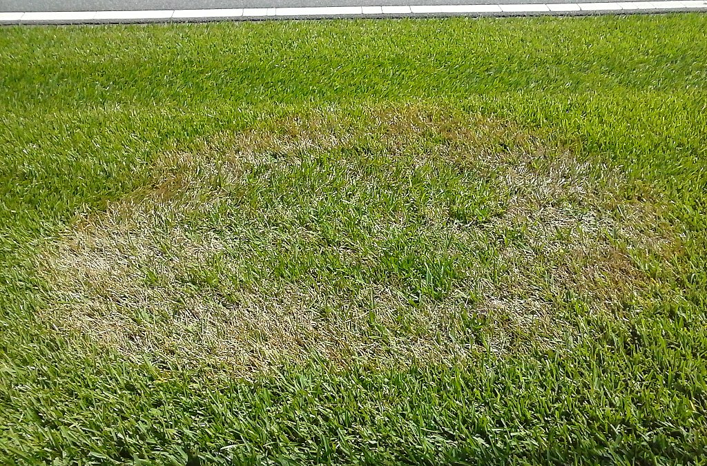 fungus in grass