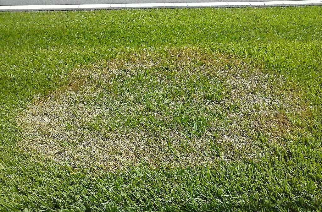 brown patch fungus in grass