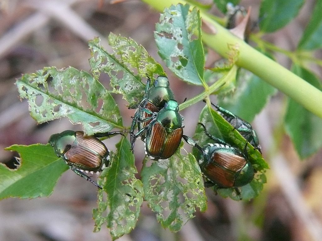 japanese-beetle