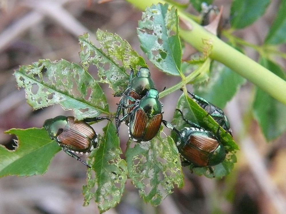 Japanese beetles damaging tree