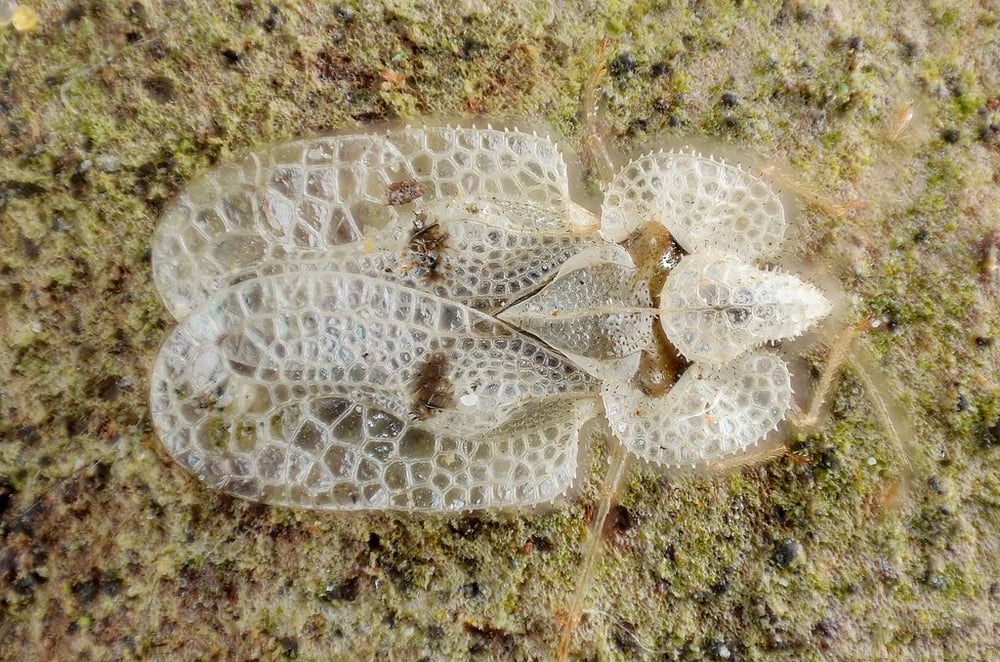 Lace bug tree insect