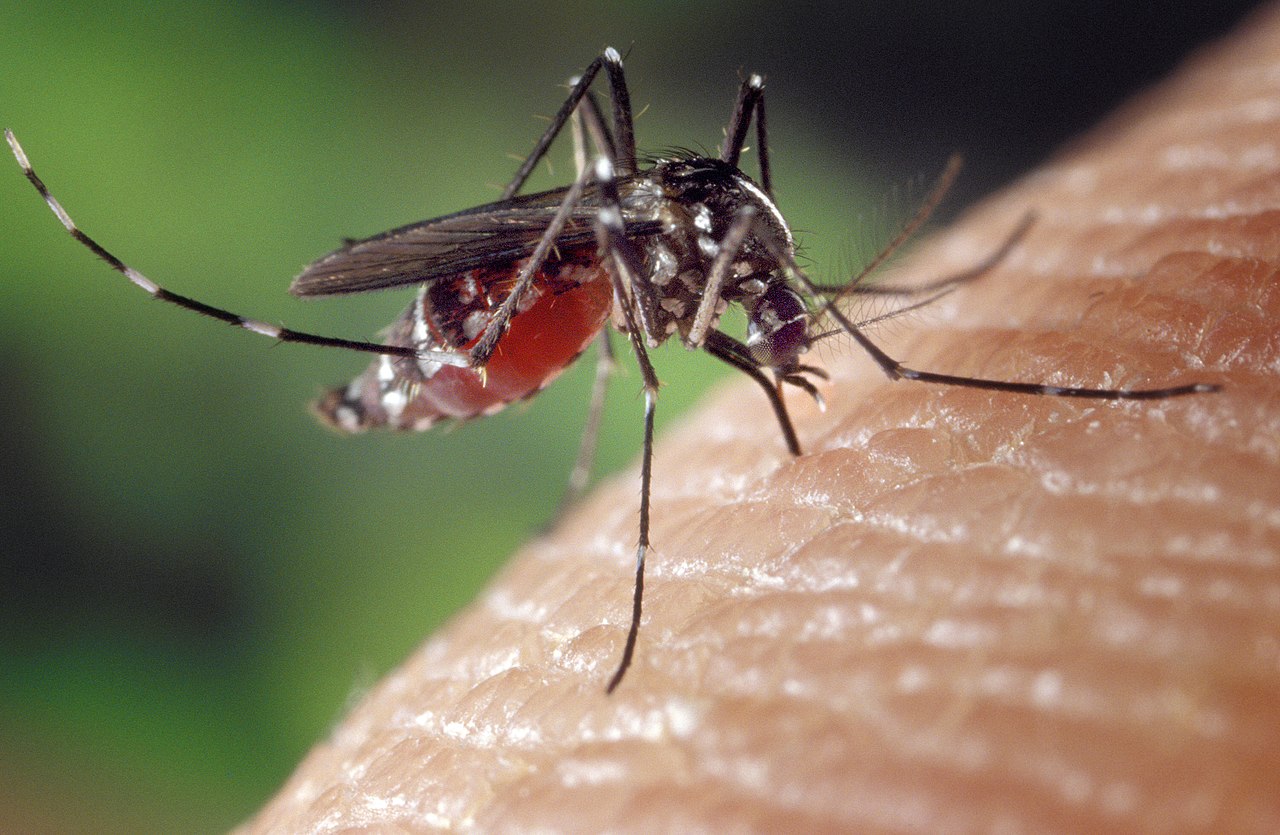 mosquito on skin