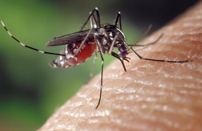 mosquito on skin in yard that can't get rid of mosquitoes