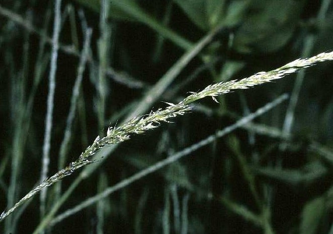 nimblewill lawn weed