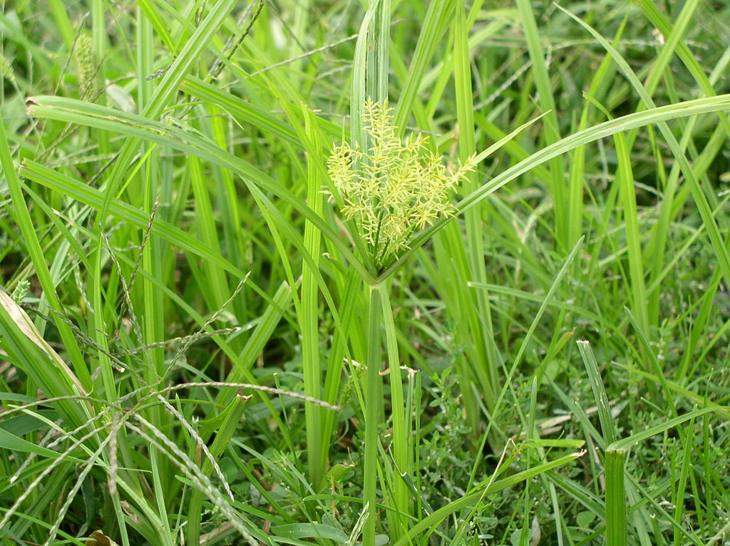 nutsedge lawn weeds