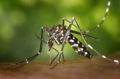 Mosquito biting skin