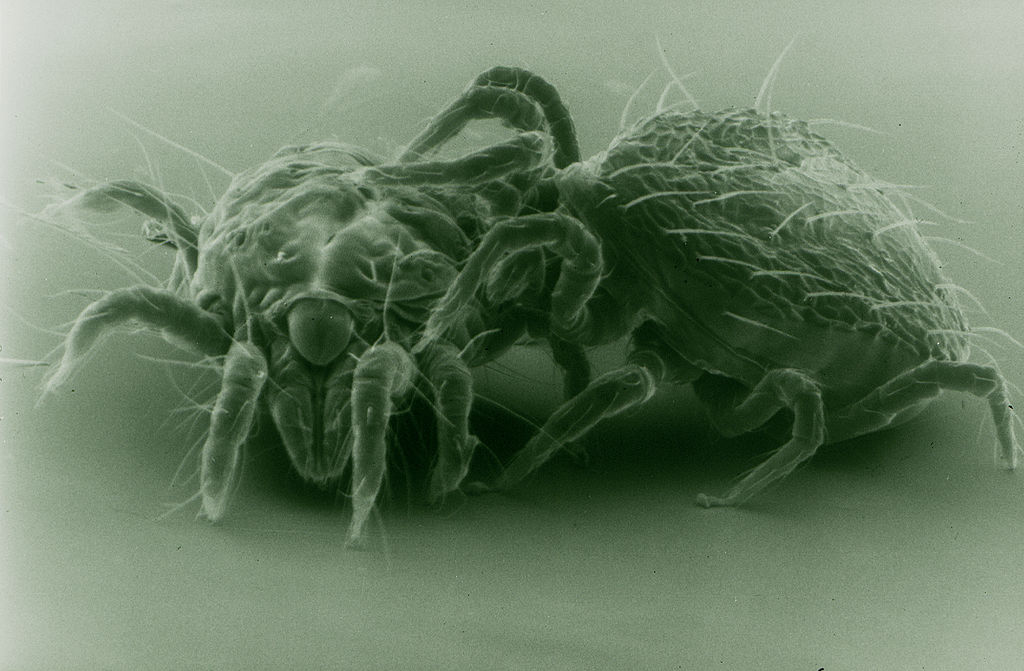 predatory mite