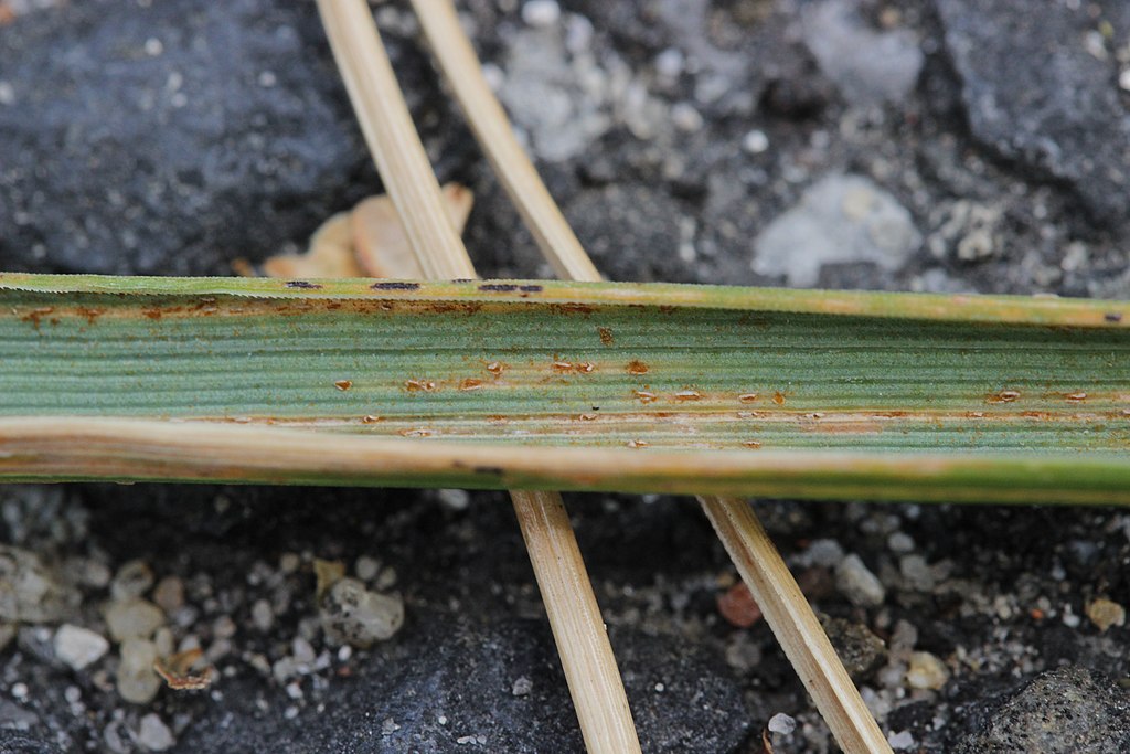 rust fungus on blade of grass