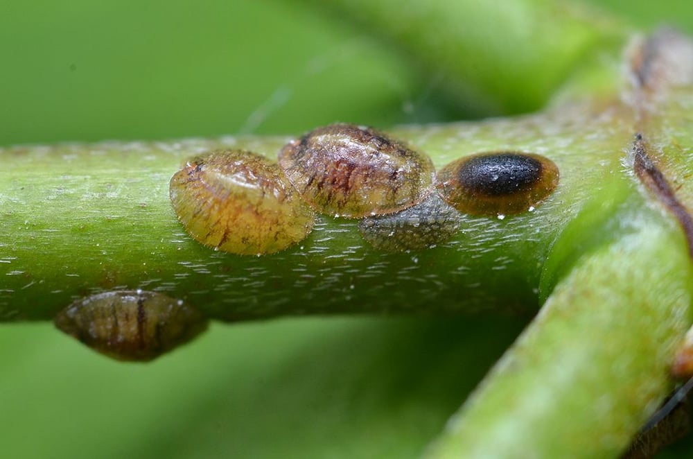 Scale insects damaging tree