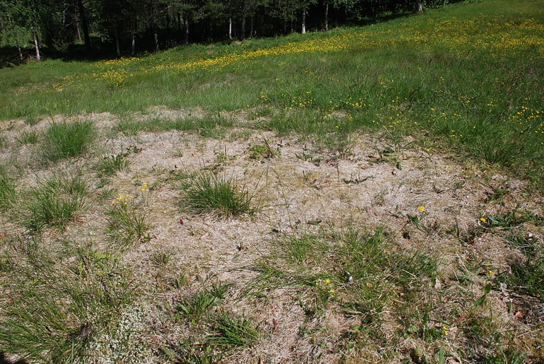 lawn with snow mold