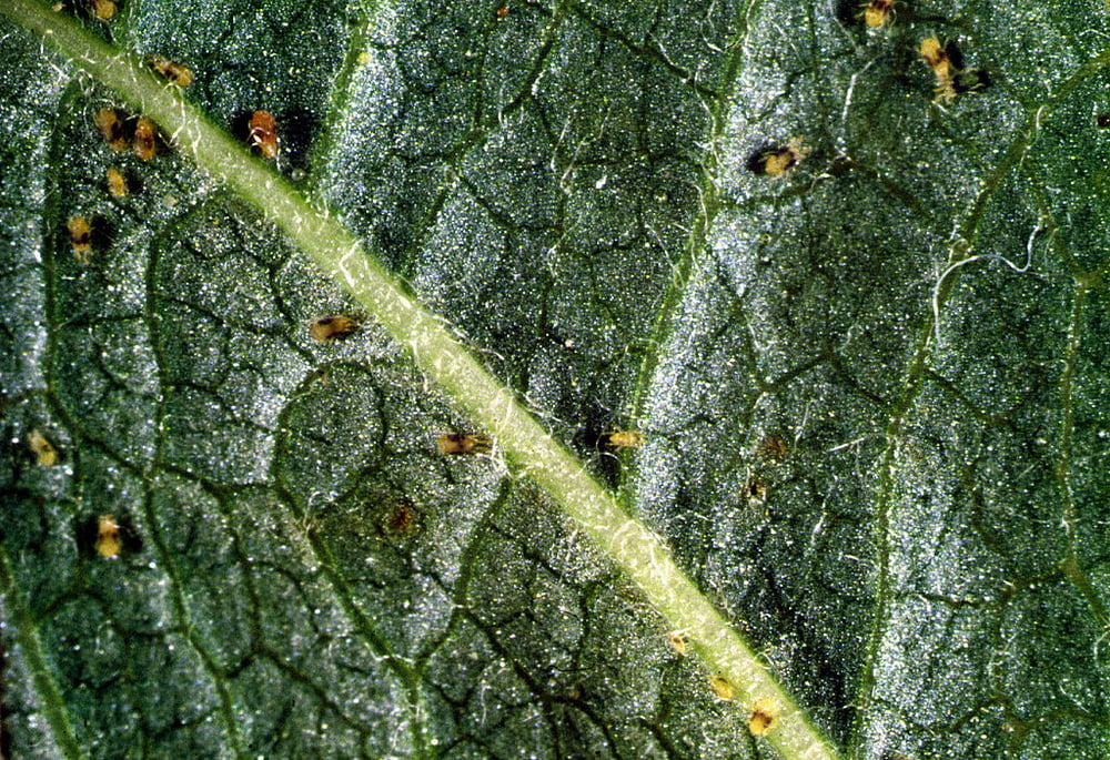 Spider mites eating tree leaves
