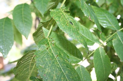 Leaves of a sick tree - Thousand Cankers Disease