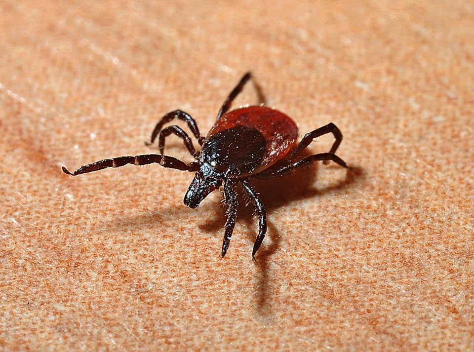 a tick being creepy