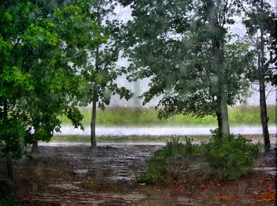 tree damaged by flooding