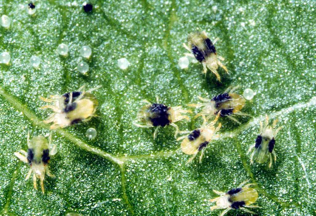 two-spotted spider mite-1