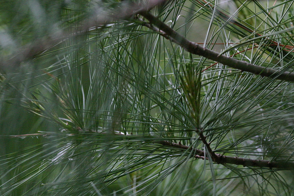 pine tree branch