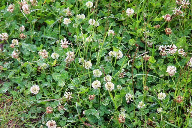 white-clover