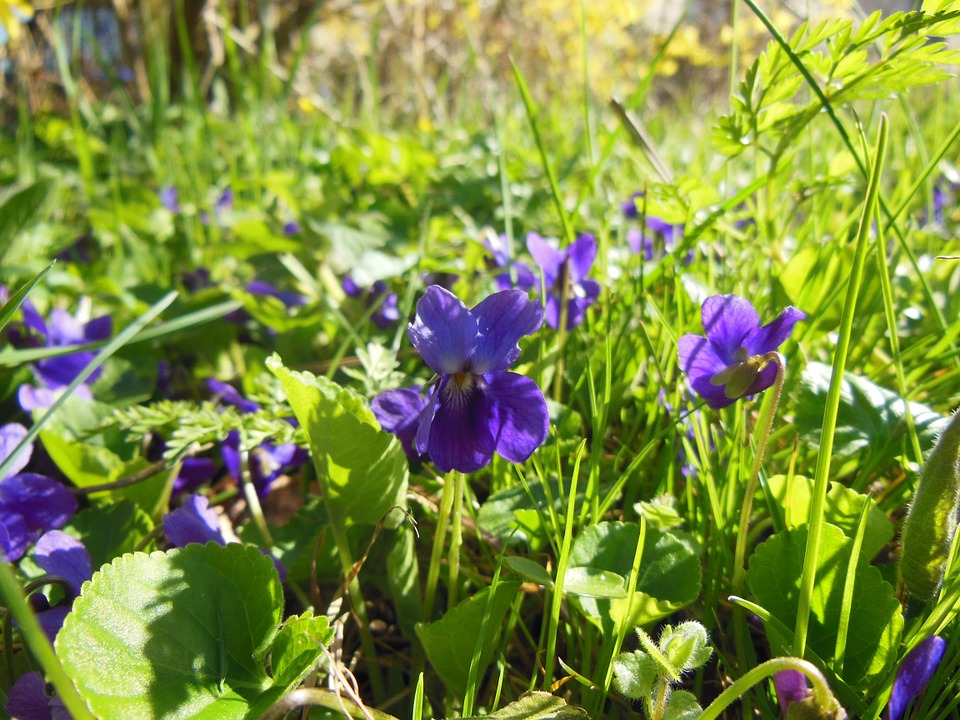 wild violets in grass