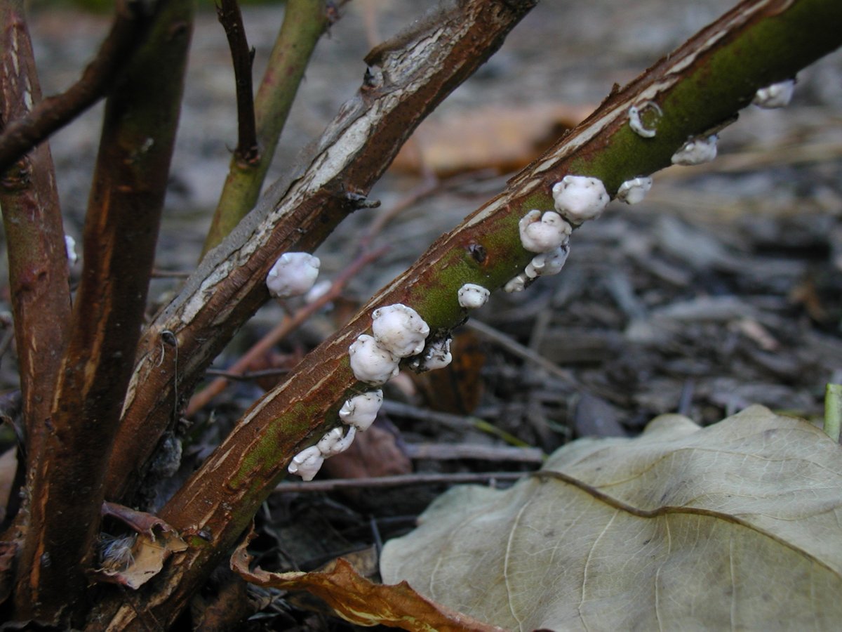 scale insects on tree