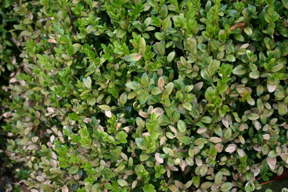 mite damage to shrubs