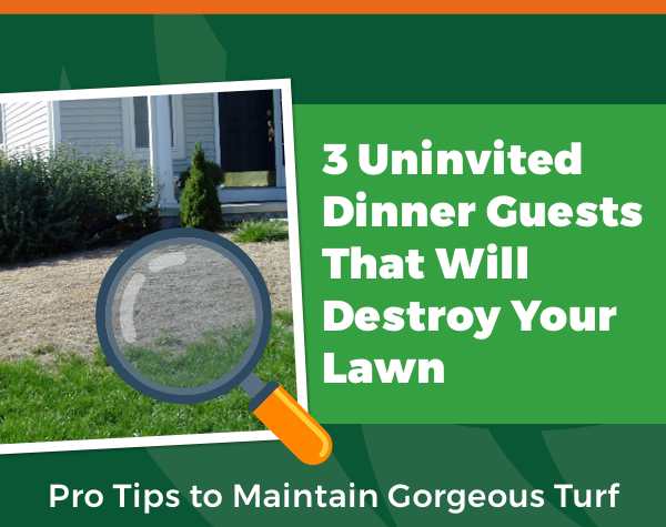 lawn-insect-tip-sheet-cta-2-1