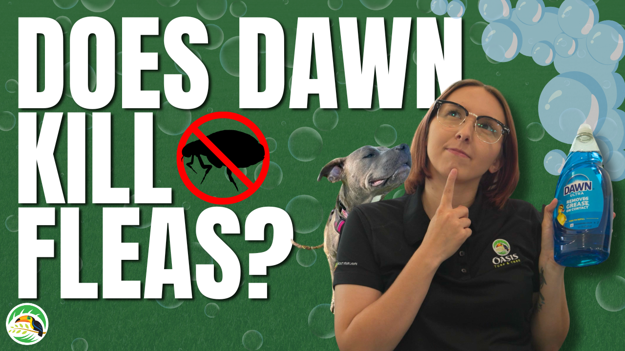  Does Dawn Dish Soap Kill Fleas? | Here's What Homeowners Need to Know Thumbnail