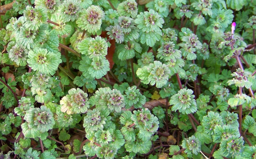 Henbit weed in winter