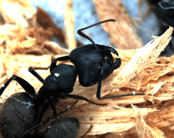Carpenter Ant on wood