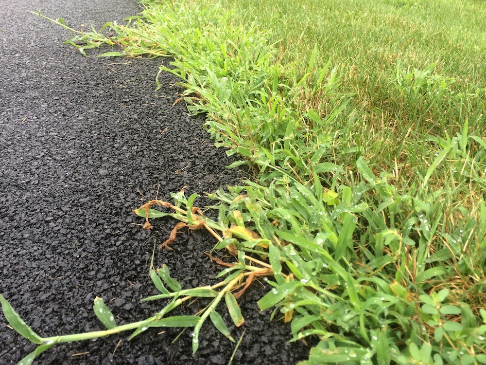 Crabgrass along edge of driveway