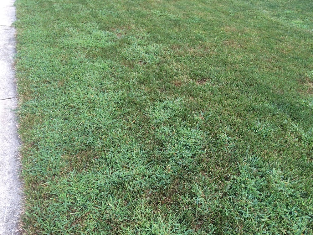 crabgrass in cool season turf grass