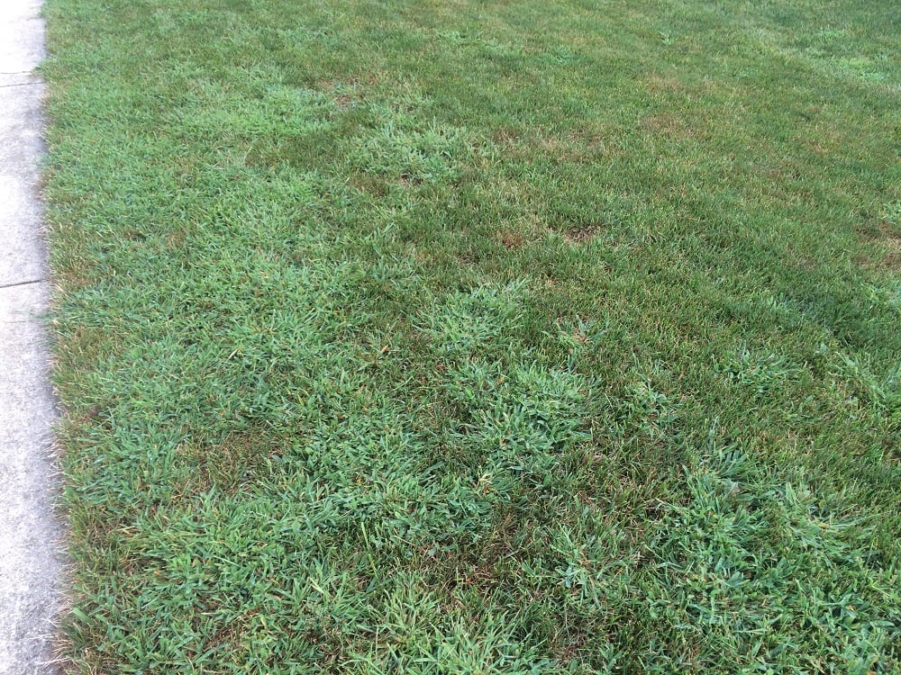 Lawn filled with crabgrass