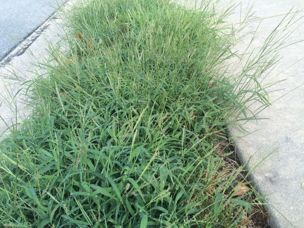 mature crabgrass plant with seedheads
