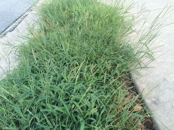 Crabgrass in lawn not treated with crabgrass preventer