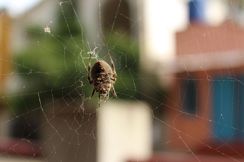 House_Spider