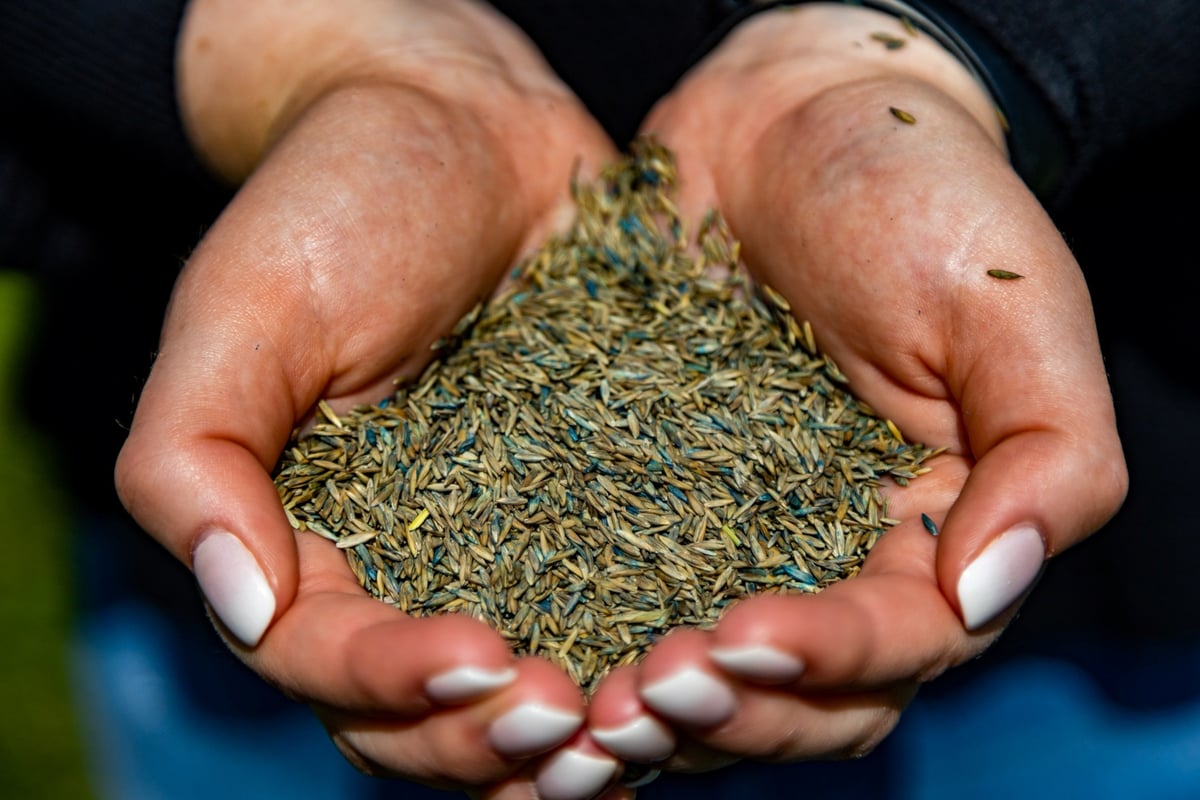 grass seed in hands