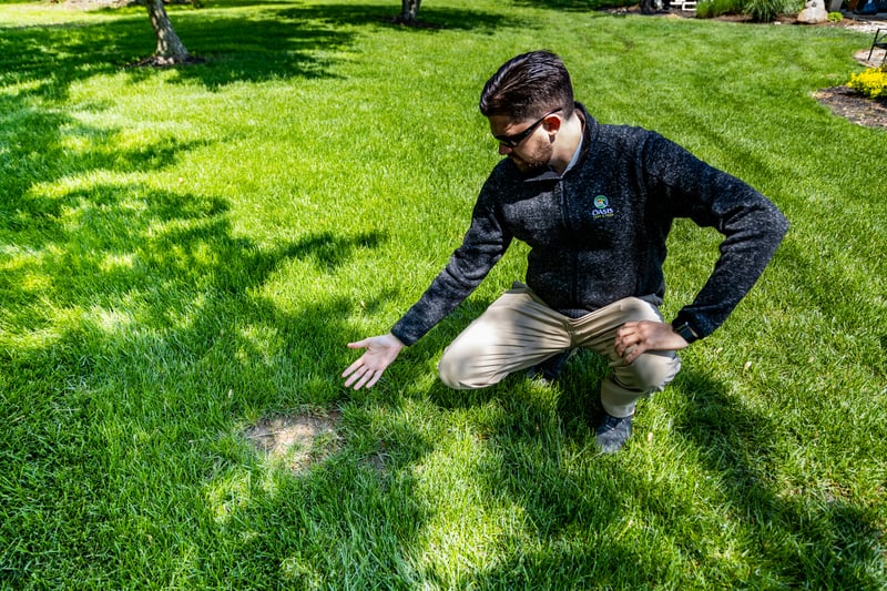 lawn care technician inspecting grass thin area bare spots