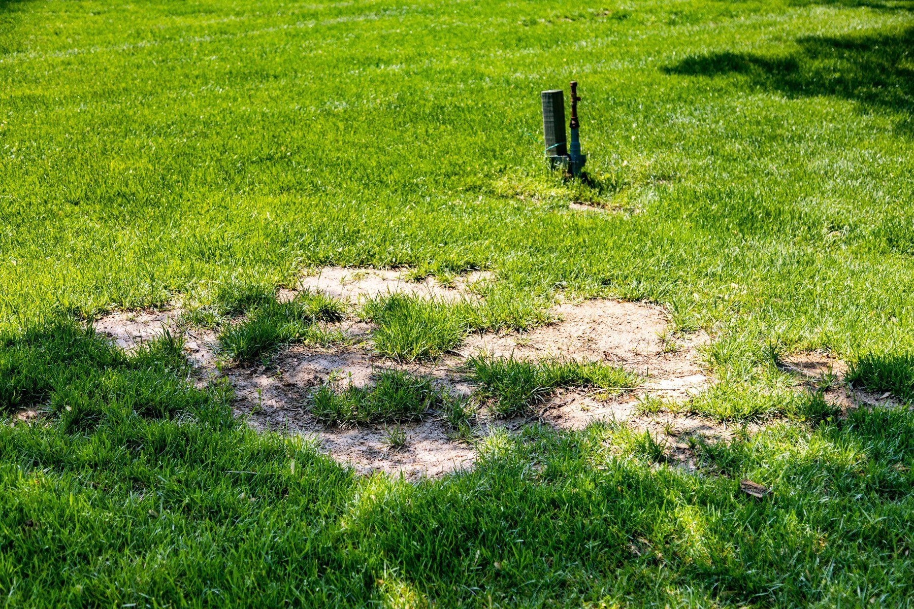 bare spots in lawn that needs aeration