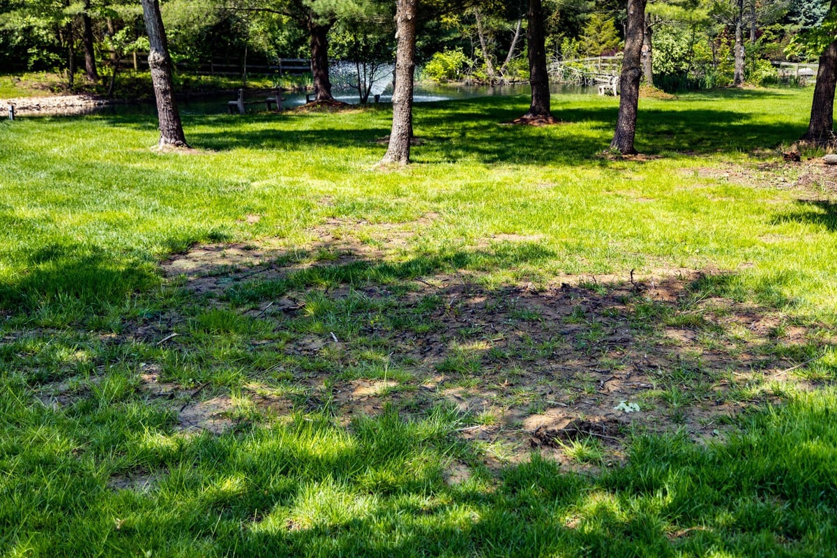 lawn grass thin area bare spots