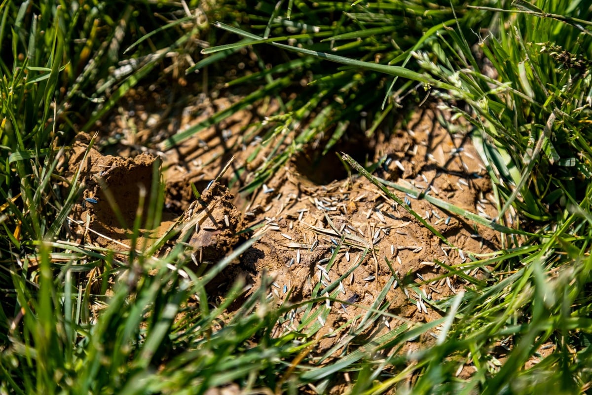 grass and dirt with seed